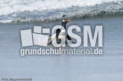 Eselspinguin (42 von 97).jpg